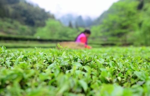 　　4月27日，柳溪村的村民在村內的茶園采茶。