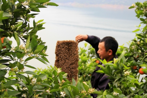 4月29日，三峽庫(kù)區(qū)湖北秭歸縣泄灘鄉(xiāng)陳家灣村五組村民陳宗紅在柑橘園里放養(yǎng)蜜蜂。