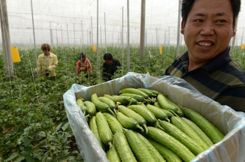 5月13日，在河北花香畦生態(tài)農(nóng)業(yè)科技有限公司有機(jī)蔬菜農(nóng)場(chǎng)雙膜溫室大棚內(nèi)，工作人員在采摘有機(jī)黃瓜。