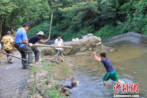 廣東三水九道山25日發(fā)生一件趣事，一頭山豬誤入漂流河道引發(fā)了“人豬大戰(zhàn)”。　張良玉　攝