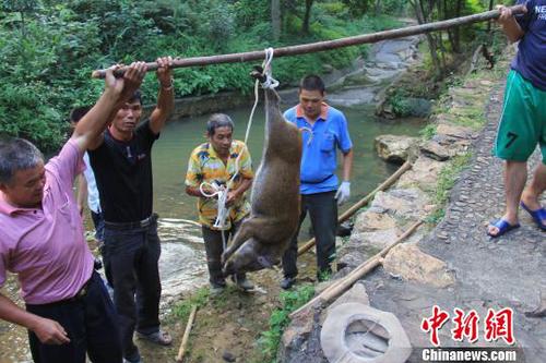 　廣東三水九道山25日發(fā)生一件趣事，一頭山豬誤入漂流河道引發(fā)了“人豬大戰(zhàn)”。　張良玉　攝