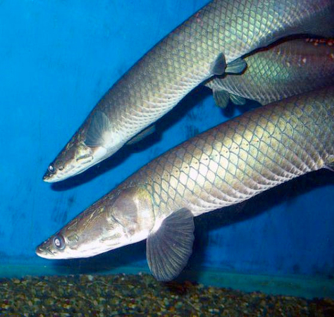 最大淡水魚類巨骨舌魚瀕臨滅絕！長度可達3米2
