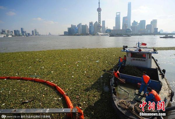 2014年11月19日，上海黃浦江退潮，外灘景觀水域近蘇州河段被大量水葫蘆幾乎占據2