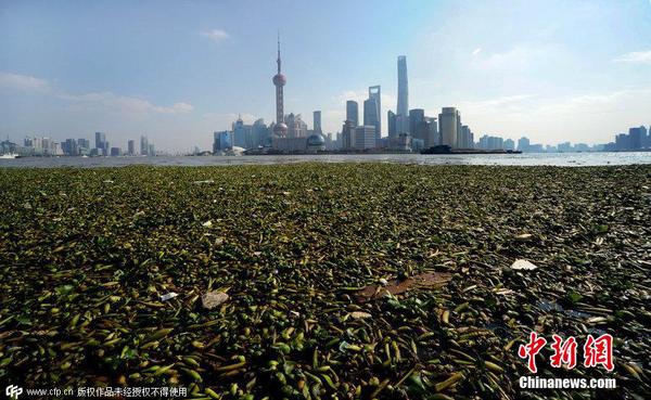 2014年11月19日，上海黃浦江退潮，外灘景觀水域近蘇州河段被大量水葫蘆幾乎占據(jù)