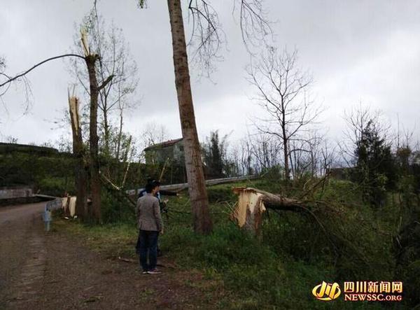 樹(shù)被吹倒