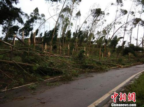 　廣安市武勝縣三溪、飛龍等鄉鎮境內遭受狂風雷電冰雹災害大樹被吹斷。（王爵攝）