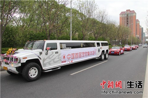 21對寵物在京舉行集體婚禮寶馬車隊相伴現場火爆（組圖）