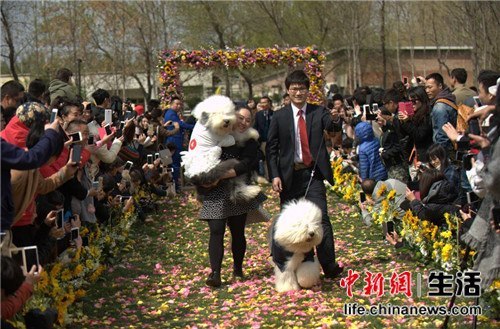 21對寵物在京舉行集體婚禮寶馬車隊相伴現場火爆（組圖）