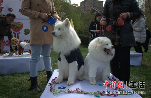 21對寵物在京舉行集體婚禮寶馬車隊相伴現場火爆（組圖）