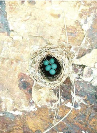 南京紫金山發現藍色鳥蛋-萌翻網友4