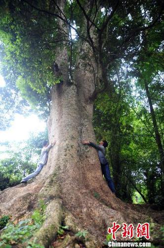 圖為樹齡超600歲的楠木古樹。陳碧生攝