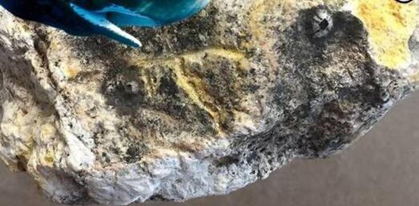 海邊遛狗發現珍寶-系在海上漂浮數十年的龍涎香2