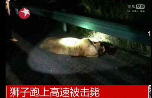 獅子跑上高速被擊斃