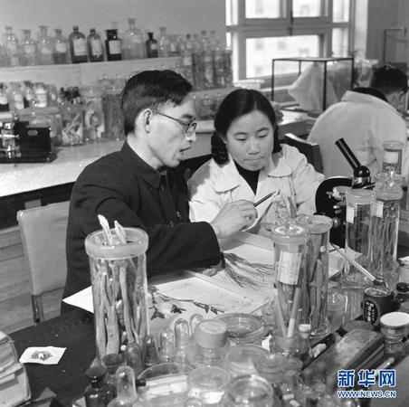 這是20世紀50年代，在中醫研究院中藥研究所任研究實習員的屠呦呦（前右）與老師樓之岑副教授一起研究中藥。