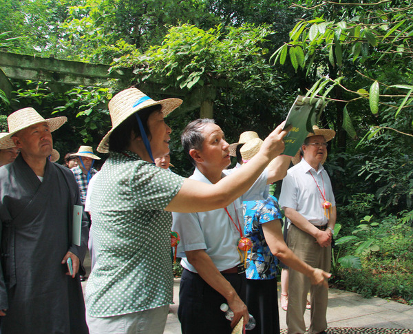在廣西藥用植物園，考察組成員見到了被稱為“植物界大熊貓”的金花茶