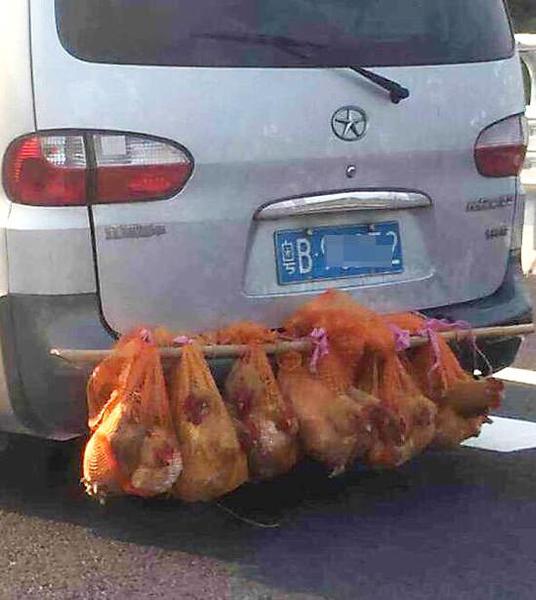車(chē)外掛7只雞一幕走紅 南寧版“后置發(fā)動(dòng)雞”真相