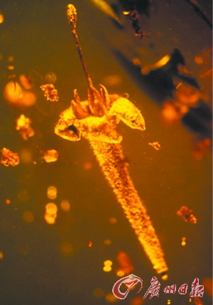 生物學家在1500萬年前琥珀中發現已滅絕植物（圖）