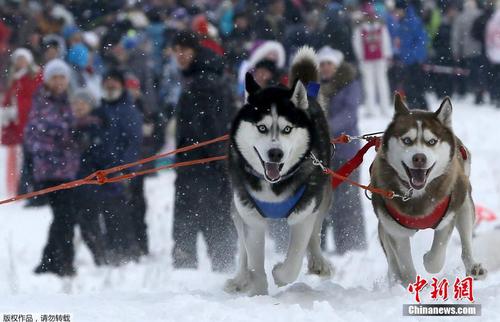 當地時間2月22日，俄羅斯符拉迪沃斯托克舉辦狗狗拉雪橇比賽，呆萌哈士奇展現實力。