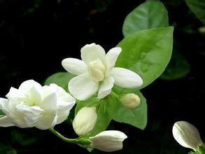 春日百花開(kāi) 不僅好看還能泡茶
