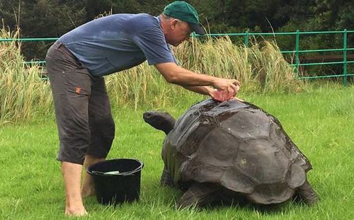 外媒:英國184歲陸龜首次洗澡 為全球最長壽動物