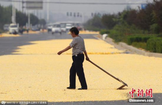 農業部回應農民憂改種大豆效益不如玉米：將補貼