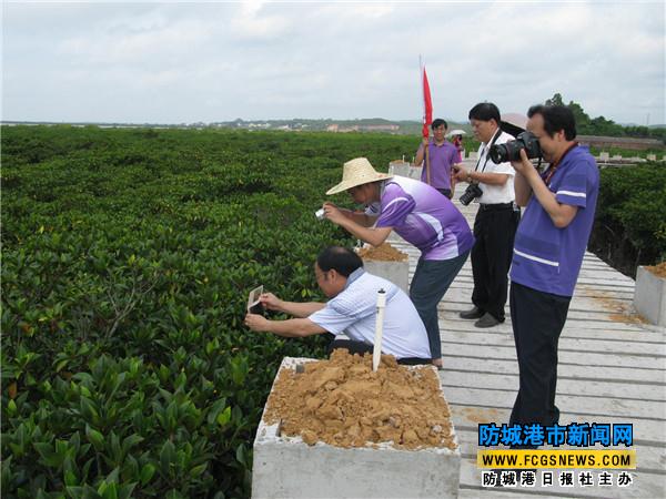 市民和游客在石角紅樹林拍照。