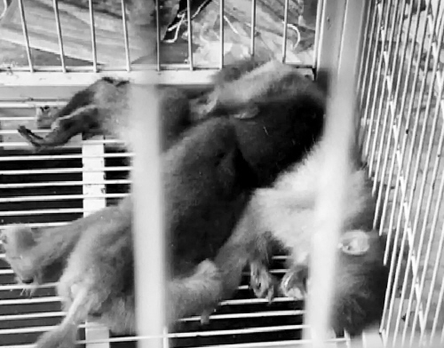 沈陽(yáng)兩租客失聯(lián) 出租屋內(nèi)兩只猴兩條狗被餓死
