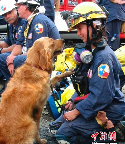 Bretagne是911當天第一批被派往現場執行搜救任務的300只搜救犬之一。15年前，紐約世貿中心雙子塔遭遇恐怖襲擊后倒塌，搜救犬Bretagne被緊急派往世貿中心殘骸周圍執行任務。整整兩周時間，它每天艱苦工作12小時，協助消防員和警察搜尋營救幸存者。（資料圖）