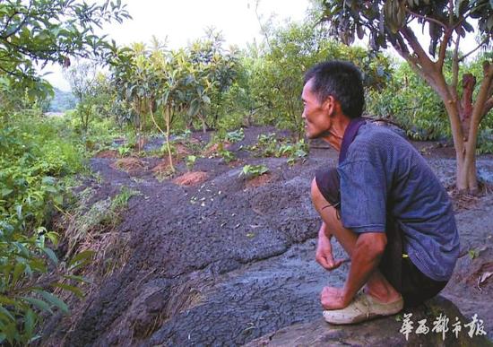 桃林被黑色傾瀉物淹沒，看著枝頭上的新鮮桃子卻不能采摘，村民張祿發很發愁。