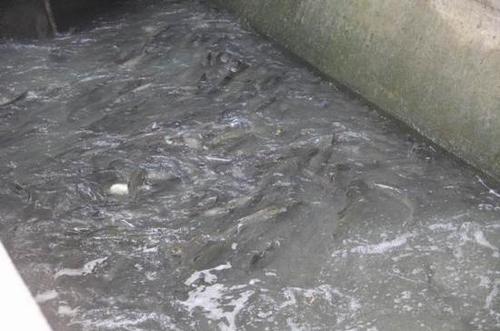 漢江數萬斤魚洄游產卵遇阻躍起撞大壩 遭哄搶