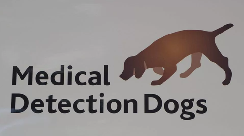 黛西的主人克萊爾-蓋斯特博士是“醫療偵測犬”（Medical Detection Dogs）組織的主管，該組織是進行犬類助診疾病研究的慈善團體，其研究具有十分寶貴的醫學價值。