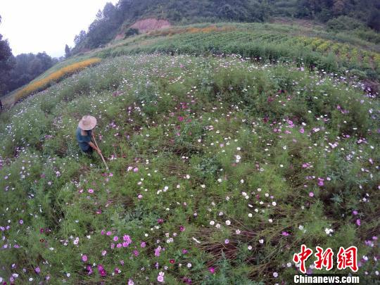 閑暇時(shí)，在花田里勞作，是一件讓陳新康覺(jué)得很幸福的事?！⊥踔信e 攝