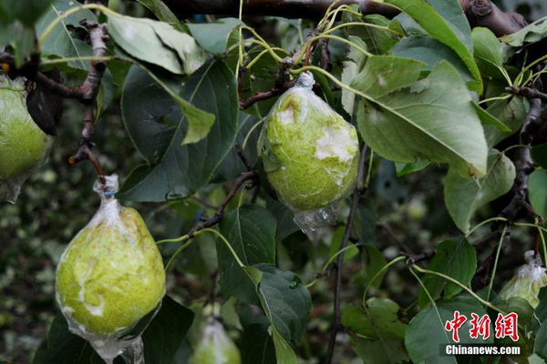 山東濱州秋季突降特大冰雹 近十萬(wàn)畝鴨梨慘遭絕產(chǎn)2