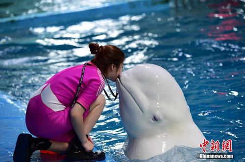 9月26日，在山東蓬萊海洋極地世界，這里的海豚在馴獸師指揮下，完成了跳躍、頂球、轉呼啦圈等各種動作，海豚充滿靈性的表演，令現場觀眾叫好。 蔡紅文 攝