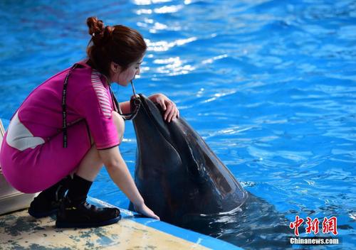1988年出生的李倩馴養(yǎng)白鯨、海豚等海洋動(dòng)物已有3年多時(shí)間。此前從事“美人魚(yú)表演”的李倩，因?yàn)橄矏?ài)動(dòng)物而轉(zhuǎn)行，成為了這里唯一的女馴獸師。 蔡紅文 攝