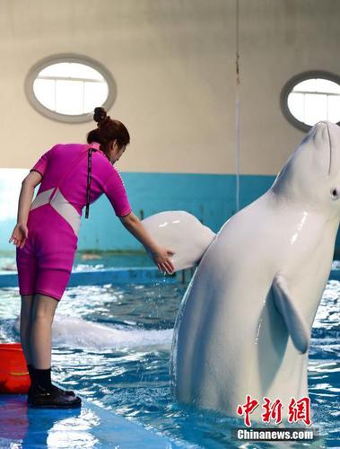 李倩說，每天除了喂食、訓練、演出之外，她還要給動物們切餌料、測體溫、清掃水池等，馴養動物比帶孩子還累。 蔡紅文 攝