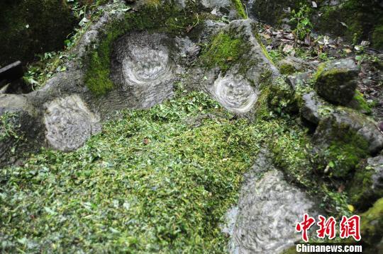 圖為一個(gè)看似石巢四周的石頭上，開(kāi)出了一朵朵“石花”。　陳碧生 攝