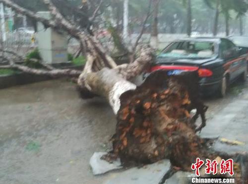海口市區(qū)一棵大樹倒伏砸中轎車。　王子謙 攝