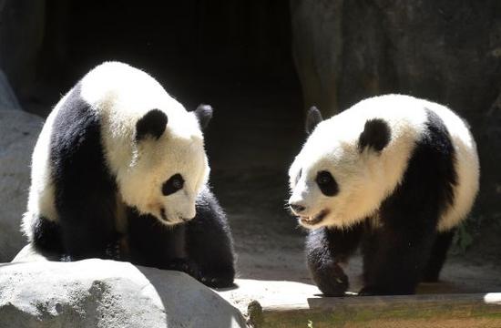 俄媒：日本“對(duì)眼貓”成網(wǎng)絡(luò)新星 坐擁14萬(wàn)粉絲