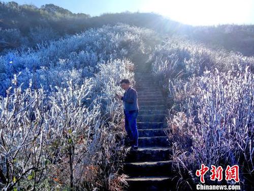新一輪降溫致廣東金子山再現冰雪美景。　連清 攝