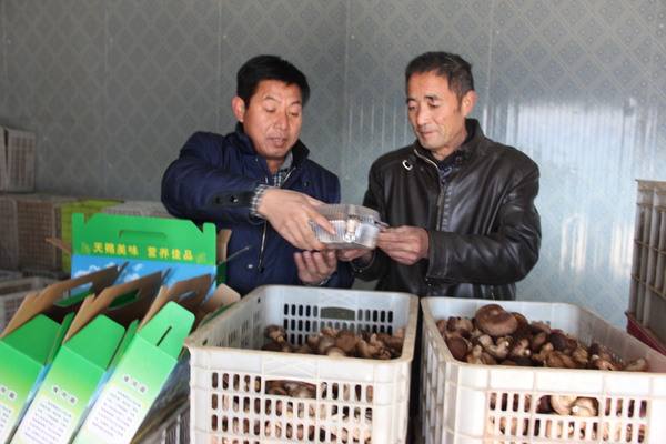 師傅正在對(duì)香菇進(jìn)行包裝