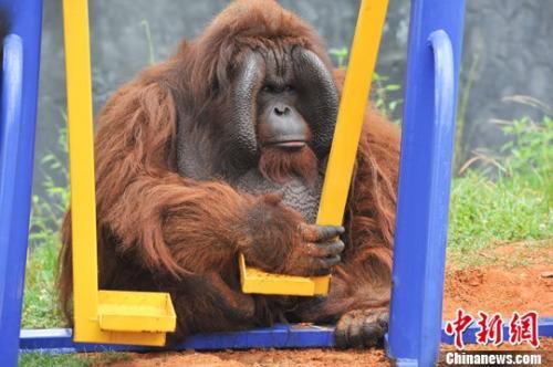 紅毛猩猩上約會網(wǎng)站找對象荷蘭動物園實(shí)驗(yàn)助繁殖