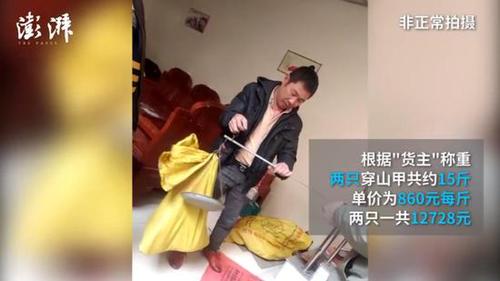 廣西穿山甲地下交易仍猖獗 兩只賣上萬(wàn)元