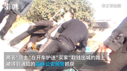 廣西穿山甲地下交易仍猖獗 兩只賣上萬(wàn)元