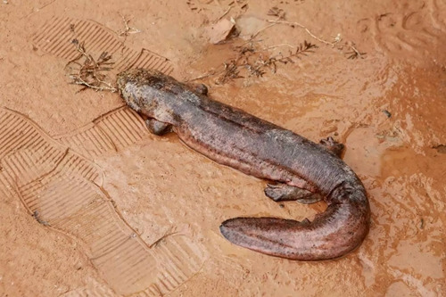 娃娃魚。<a target='_blank' href='http://www.chinanews.com/' _fcksavedurl='http://www.chinanews.com/'></p></table>中新社</a><p>　　發 仲雁銘 攝