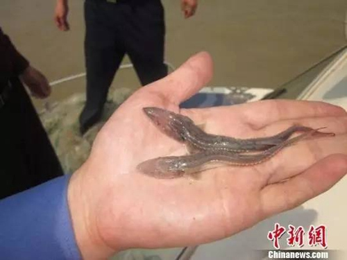 長江江蘇段發現珍稀中華鱘幼苗 周翔 攝