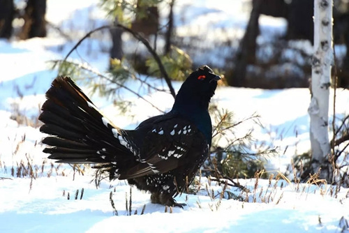 　　保護區野生鳥類：細嘴松雞，屬國家一類保護動物。<a target='_blank' href='http://www.chinanews.com/' _fcksavedurl='http://www.chinanews.com/'></p></table>中新社</a><p>　　發 楊樹海 攝