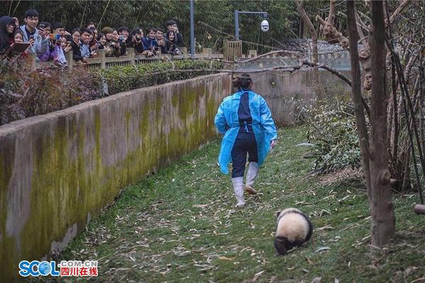 段東瓊說：“一開始，寶寶們還需要逐個抱著喂奶，現在它們長大了，只需要把奶瓶送上，它們就很開心地自己捧著奶瓶喝了?！蹦贪帜虌寕儽е笮茇垖殞毼鼓痰臉幼?，就像是喂自己的孩子，小心翼翼又充滿了愛。 記者 郝飛 攝影報道