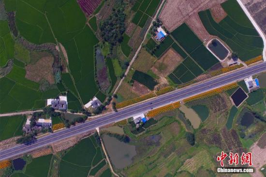 7月28日，在湖北省宜昌市枝當(dāng)一級公路枝江段，兩旁的花海美景引得眾多游客紛紛駐足觀看。枝當(dāng)一級公路枝江段長15.83公里，其綠化帶單邊寬11米，綠化總面積30多萬平方米。圖為路兩旁都是鄉(xiāng)村風(fēng)景。周星亮 攝