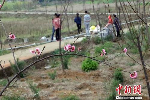 石坑櫻花生態(tài)園的櫻花已零星開放。　周金有 攝